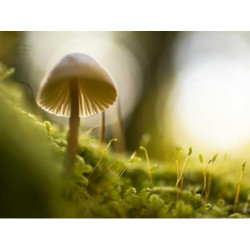 Gorgeous Rubber Hat fr-FR